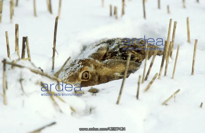 : European Brown HARE - in the snow : European Brown HARE - in the snow