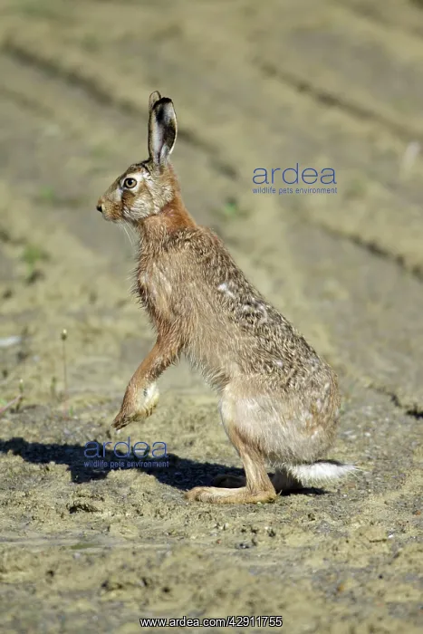 : European Brown Hare - standing on back legs, on alert : European Brown Hare - standing on back legs, on alert