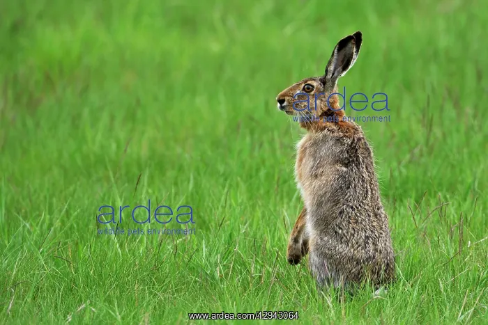 : European Brown HARE standing upright : European Brown HARE standing upright