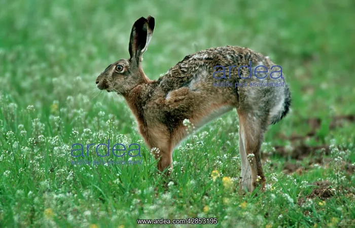 : European Brown HARE stretching in flowers : European Brown HARE stretching in flowers