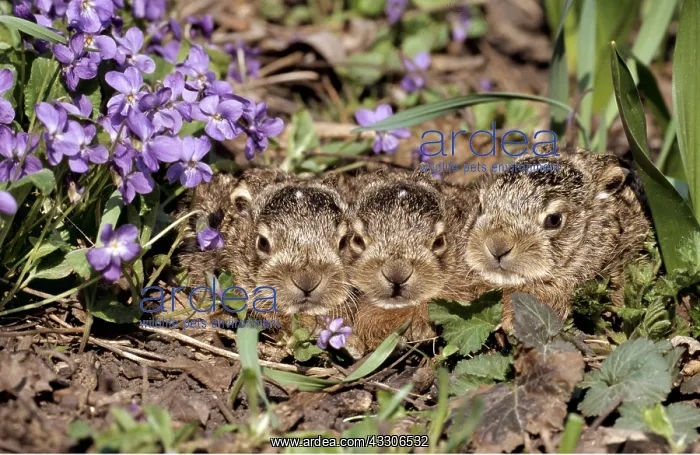 : European Brown HARE- x three young : European Brown HARE- x three young
