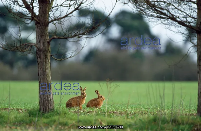 : European Brown HARE - x2 : European Brown HARE - x2