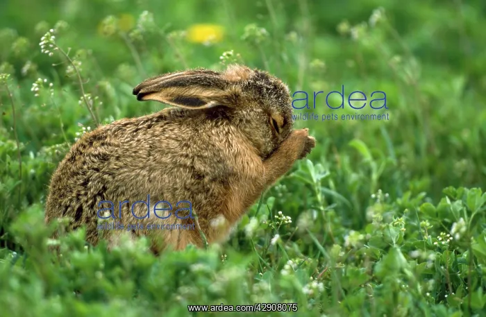 : European Brown HARE - young animal, cleaning itself : European Brown HARE - young animal, cleaning itself