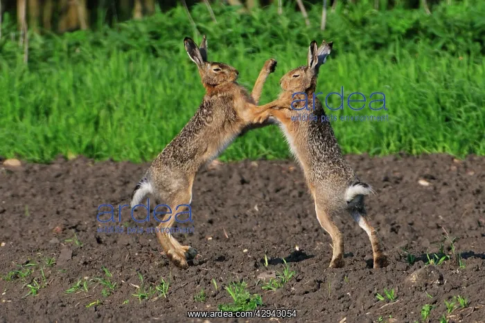 : European Brown HARES boxing - mating season : European Brown HARES boxing - mating season