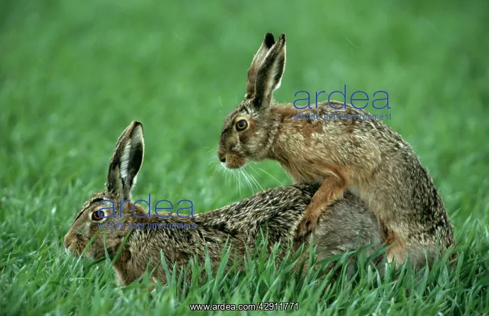 : European Brown HARES - mating : European Brown HARES - mating