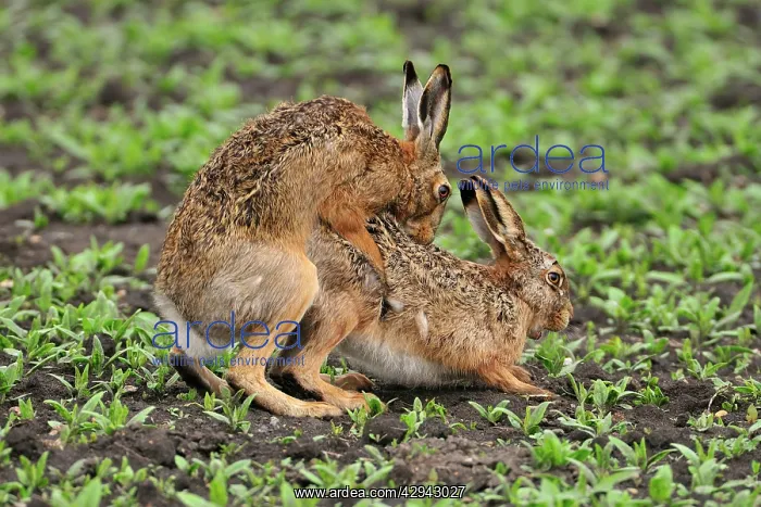 : European Brown HARES - mating : European Brown HARES - mating
