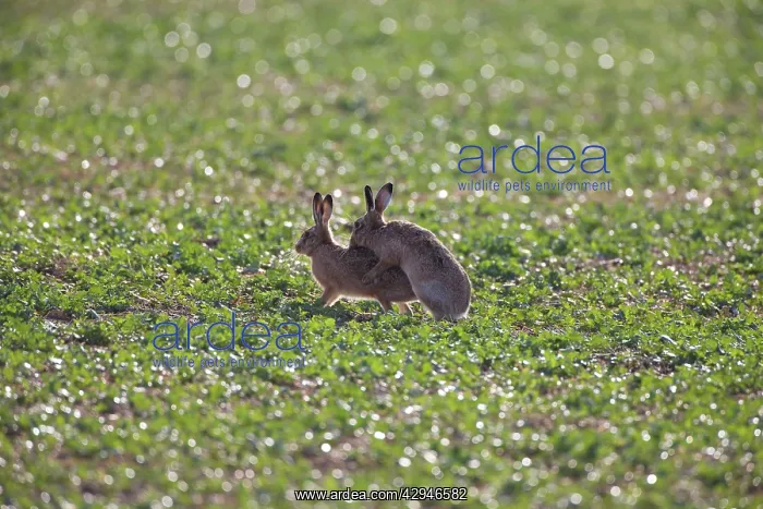 : European Brown HARES - mating : European Brown HARES - mating