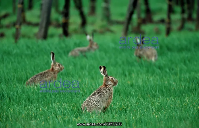 : Four European Brown HARES in a meadow : Four European Brown HARES in a meadow