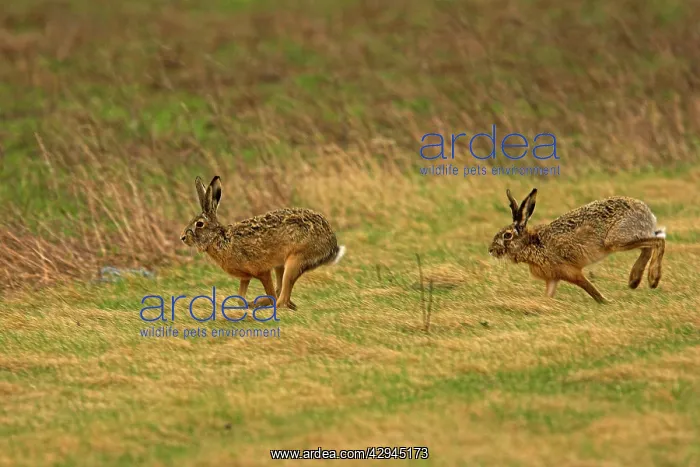 : European Brown HARES - running through field : European Brown HARES - running through field
