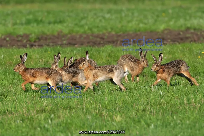 : European Brown HARES running - mating season : European Brown HARES running - mating season