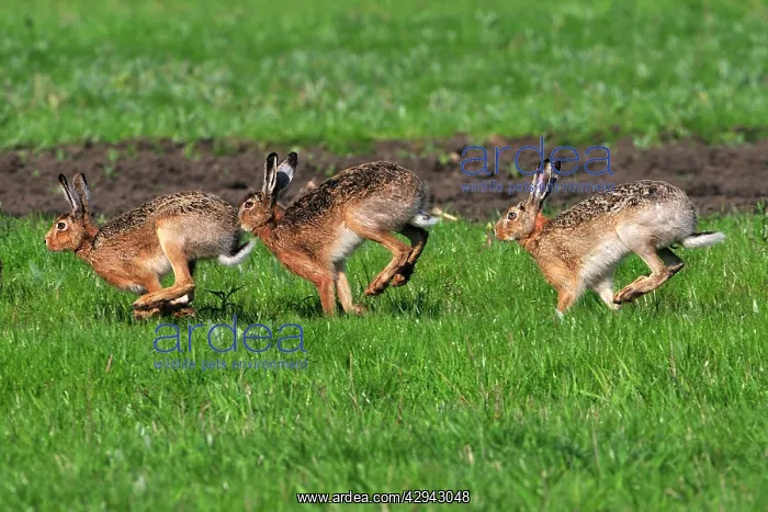 : European Brown HARES running - mating season : European Brown HARES running - mating season