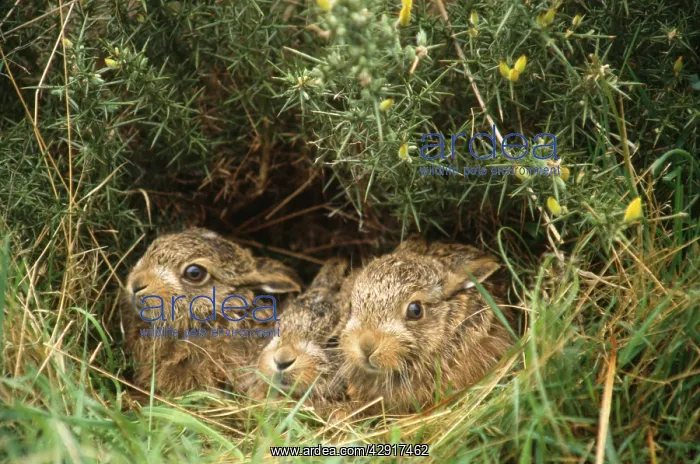 : European Brown HARES - x three leverets : European Brown HARES - x three leverets
