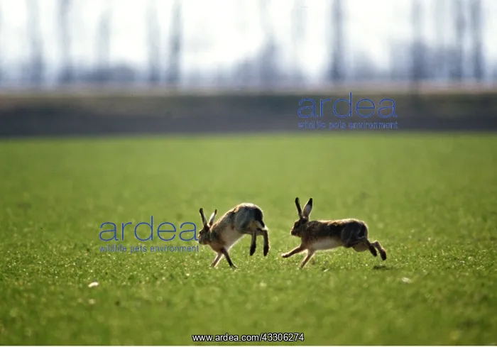 : European BROWN HARES - x two, leaping : European BROWN HARES - x two, leaping