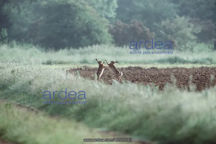 : European Brown HARES - x two, pre-courtship boxing : European Brown HARES - x two, pre-courtship boxing