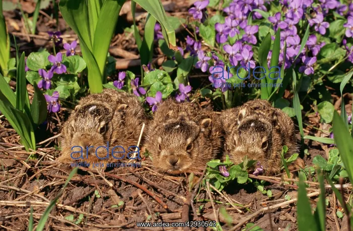 : European Brown HARES - X3 leverets (young) among : European Brown HARES - X3 leverets (young) among