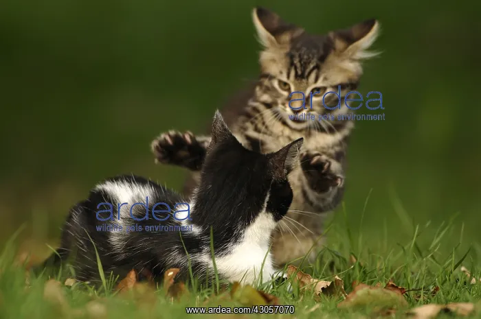 : European brown tabby cat female and black and white male : European brown tabby cat female and black and white male