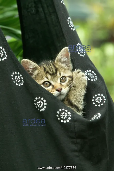 : European brown Tabby Cat - Kitten in carrier