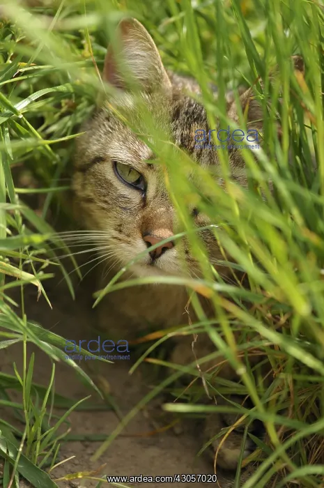 : European brown tabby cat with long hair hidden in the grass : European brown tabby cat with long hair hidden in the grass