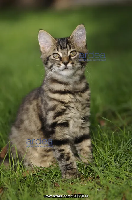 : European brown tabby cat with long hair sitting in the grass : European brown tabby cat with long hair sitting in the grass
