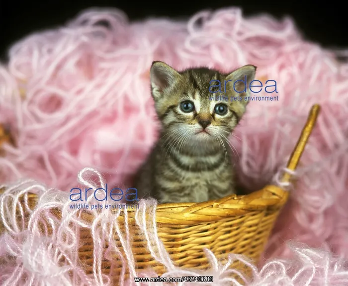 : European Brown Tabby Domestic Cat, Kitten standing on Whool : European Brown Tabby Domestic Cat, Kitten standing on Whool