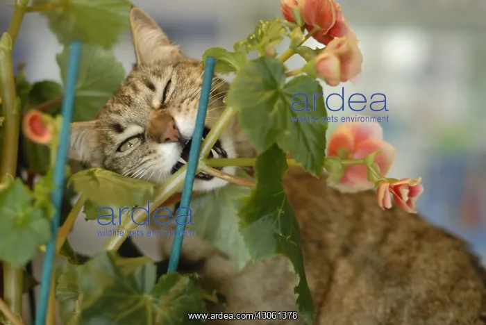 : European cat eating a rod Geranium France : European cat eating a rod Geranium France