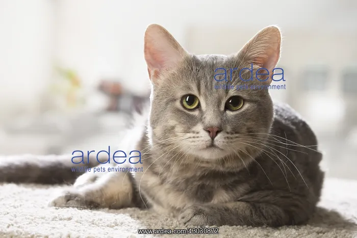  : European cat indoors