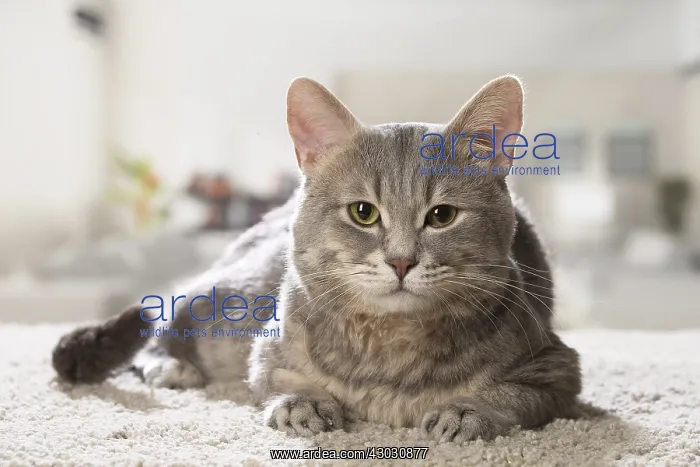  : European cat indoors
