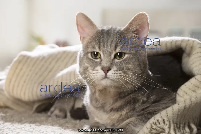  : European cat indoors