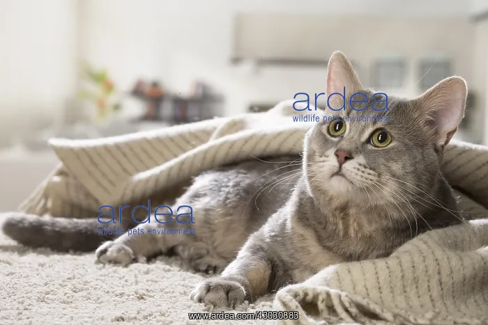  : European cat indoors