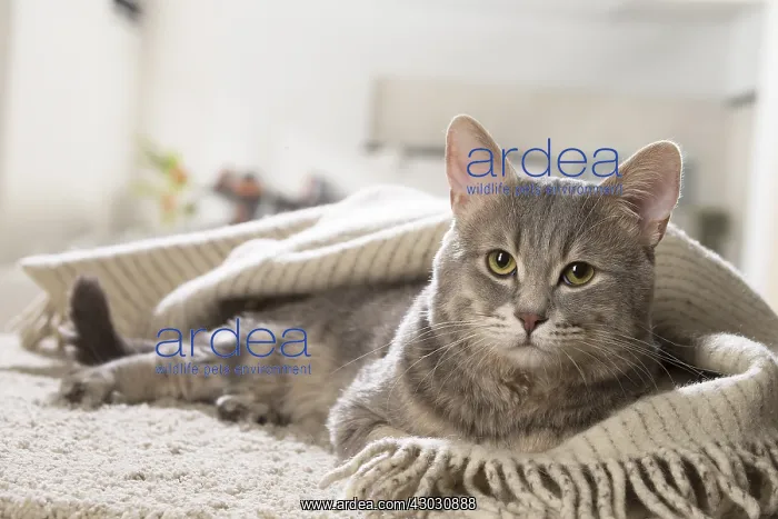  : European cat indoors