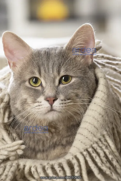  : European cat indoors