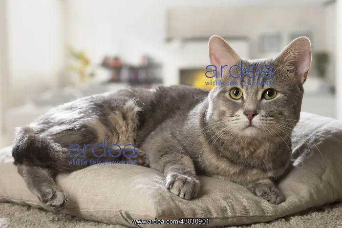  : European cat indoors