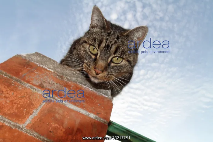 : European cat looking over a wall in a garden : European cat looking over a wall in a garden