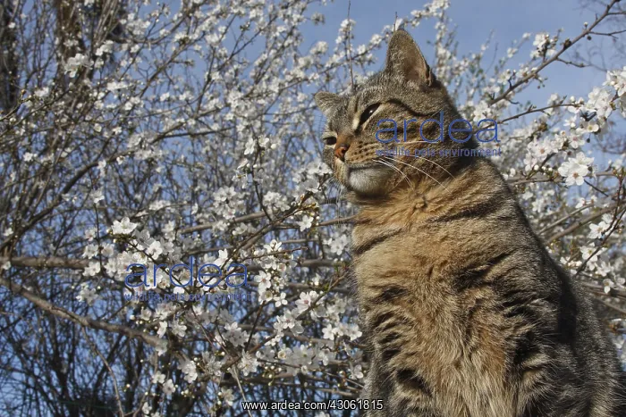 : European cat sitting under a flowering plum in winter : European cat sitting under a flowering plum in winter