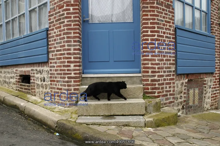 : European cat on the steps of a house Yport France : European cat on the steps of a house Yport France