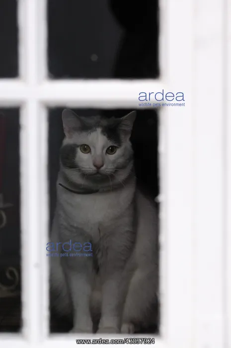 : European cat behind a window looking Yport France : European cat behind a window looking Yport France