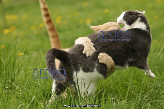 : European cats red tabby and gray and white : European cats red tabby and gray and white