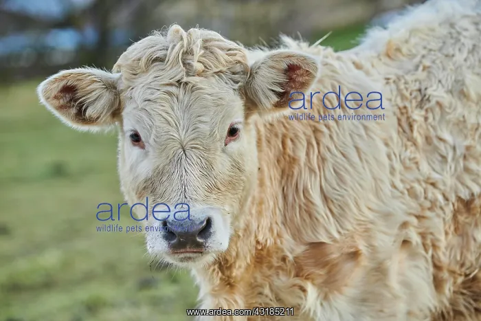 : European cattle (Bos primigenius taurus), youngster : European cattle (Bos primigenius taurus), youngster