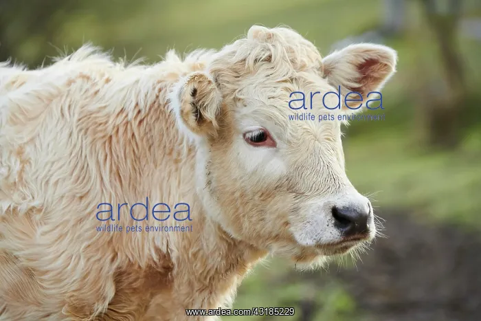 : European cattle (Bos primigenius taurus), youngster : European cattle (Bos primigenius taurus), youngster
