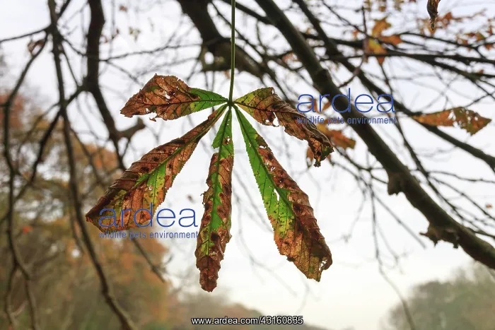 : European Chestnut : European Chestnut