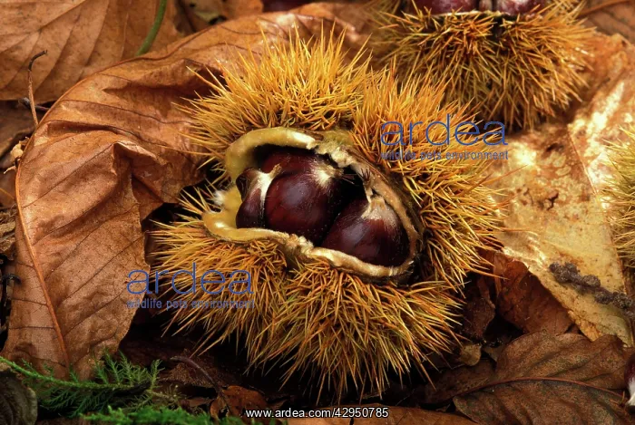: European chestnut / Sweet chestnut : European chestnut / Sweet chestnut