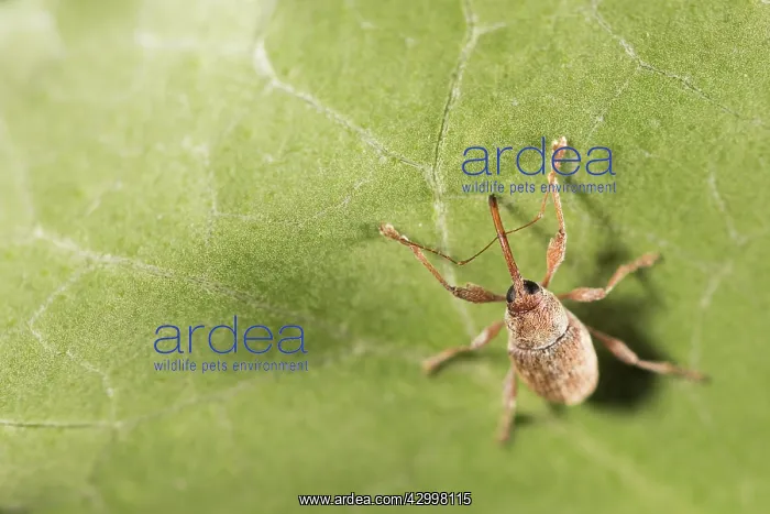 : European chestnut weevil (Curculio elephas) walking : European chestnut weevil (Curculio elephas) walking