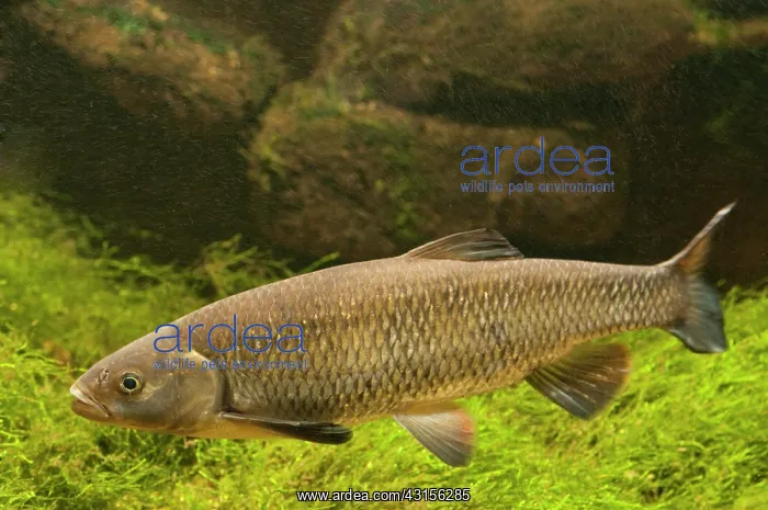 : European Chub : European Chub