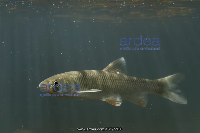 : European Chub : European Chub