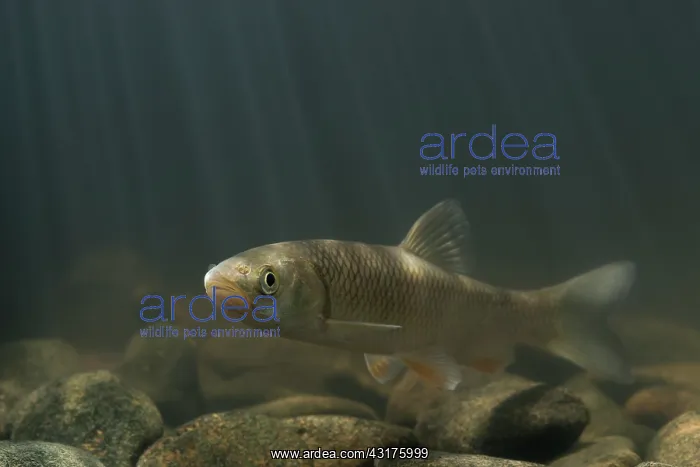 : European Chub : European Chub