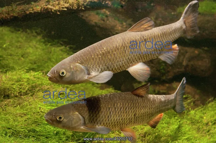 : Two European Chub : Two European Chub