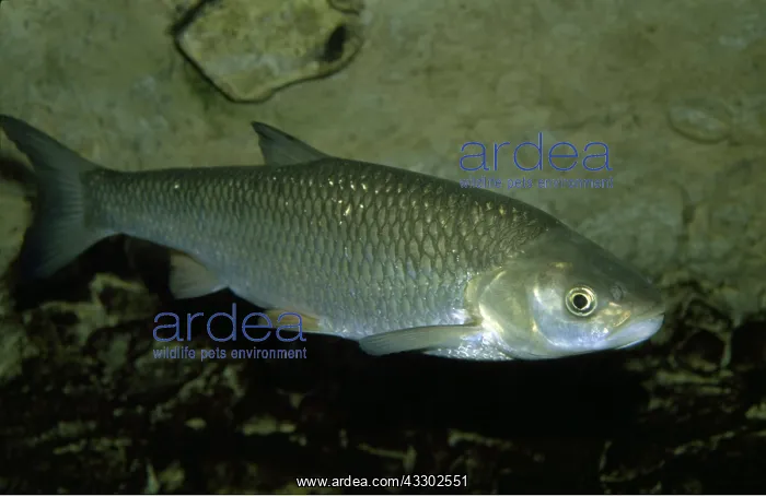 : European CHUB : European CHUB