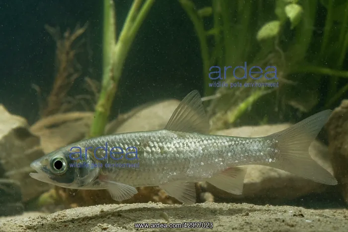: European Chub - in habitat : European Chub - in habitat