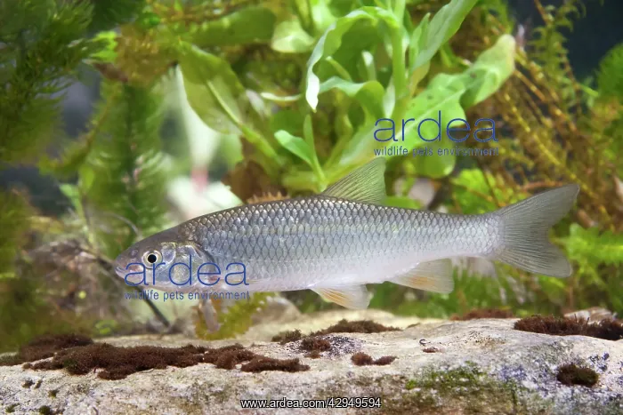 : European Chub - Single juvenile photographed underwater : European Chub - Single juvenile photographed underwater