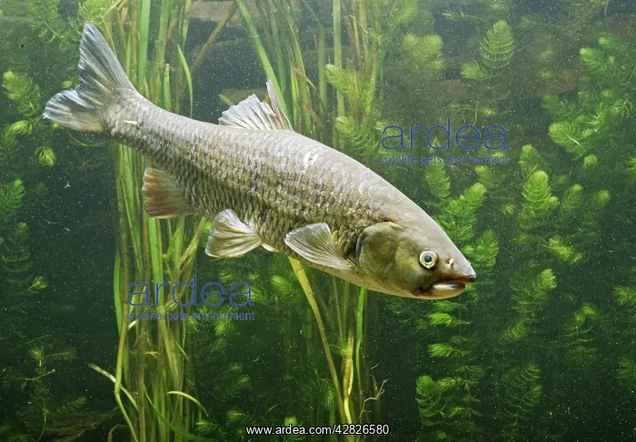 : European Chub - in weeds side view : European Chub - in weeds side view